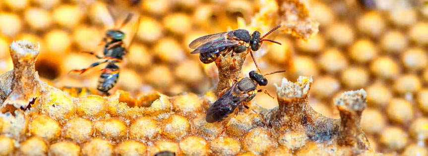 Uso de veneno pode ser limitado na lavoura para preservar abelhas
