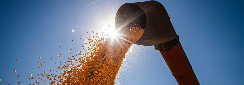 Conab estima produção de grãos em 315,8 milhões de toneladas