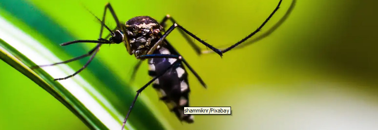 Alerta: Brasil se aproxima de 6 milhões de casos de dengue e  4 mil mortes